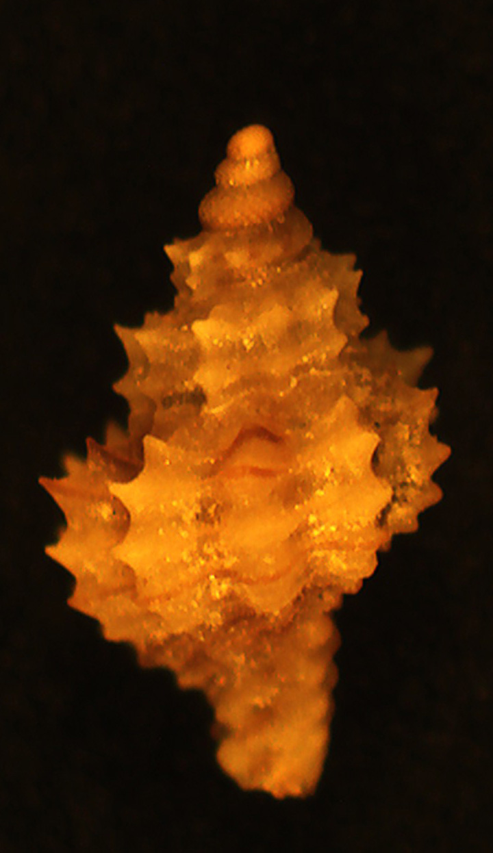 Raphitoma da determinare